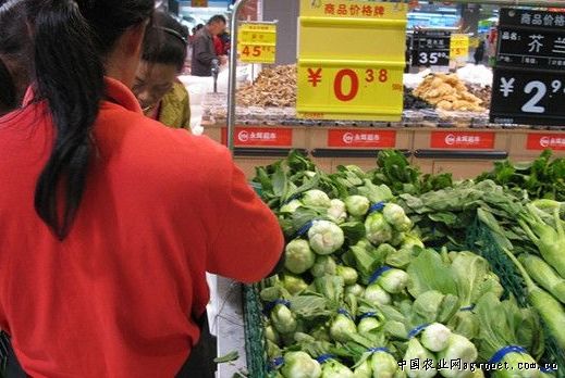 生菜市场多少钱一斤