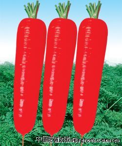 五色小番茄施肥技术