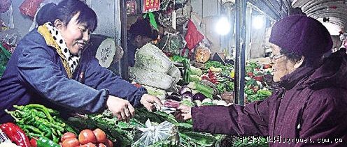 白菜苔市场价格