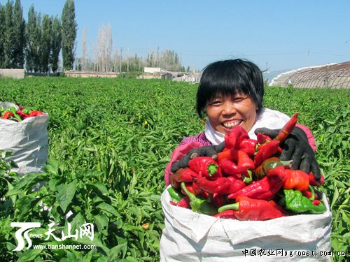 湖北宜昌七星台镇鸭子口蔬菜有了正式身份