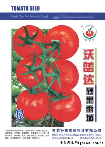 中农106黄瓜加工技术