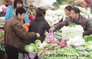 高山蕨菜市场价格