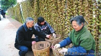 华农138玉米种植技术