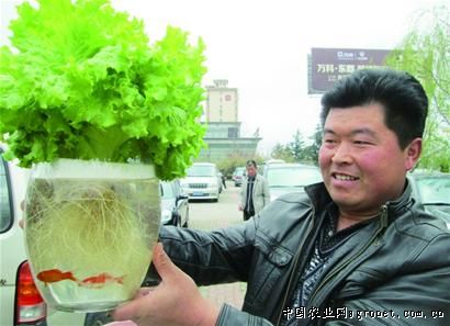 鲤鱼批发价多少钱一斤