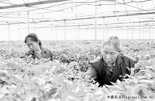北京红红薯种植技术