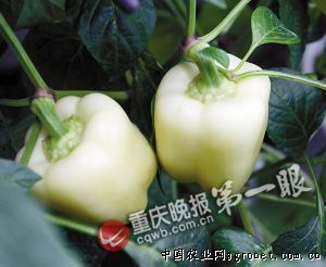 上海金山农技站对蔬菜进行安全生产检查