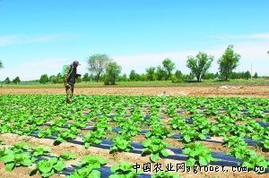 上海崇明种子有限公司