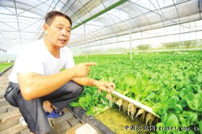 北京新三号白菜种子公司