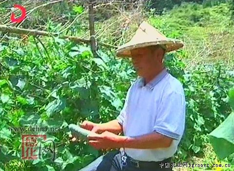 红辣椒种植技术视频