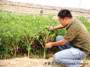 鸡蛋茄种植