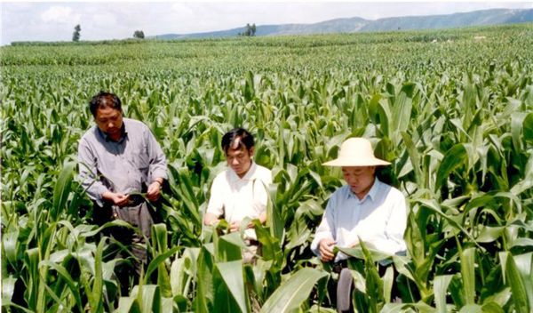 美洲南瓜育种技术