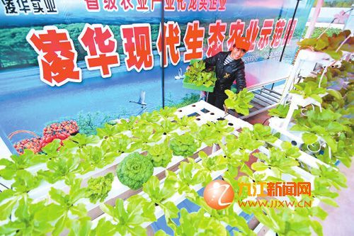 石香菜种植方法