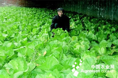 北京新三号白菜种植技术