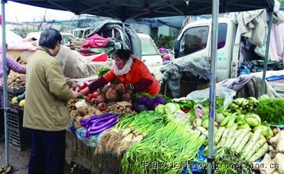 坤禾青梗菜市场价格