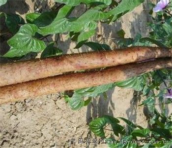 济黑一号紫薯育种技术
