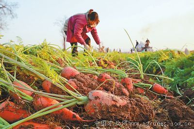古瑶红红薯产地供应