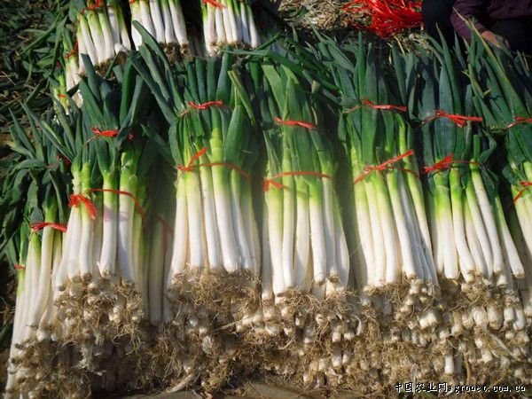 黑龙江海林市食用菌产业为农民开辟“致富路”