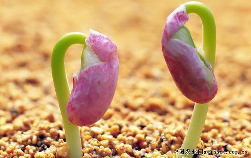 紫玉淮山种苗