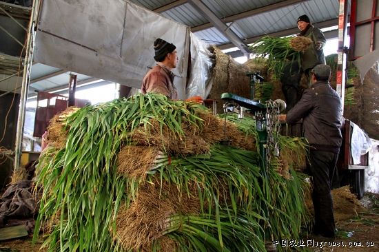 红托竹荪种植最新技术温度