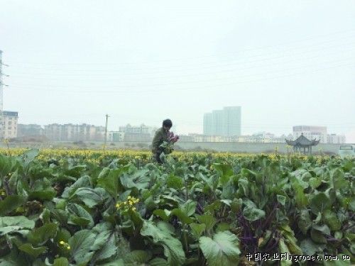 北京大白菜批发价格