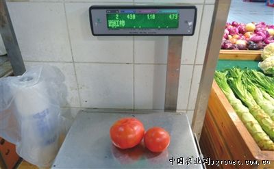 粉格格西红柿施肥技术