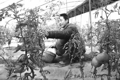 芦笋种子的种植方法