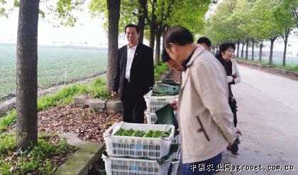 竹丝长茄种植技术