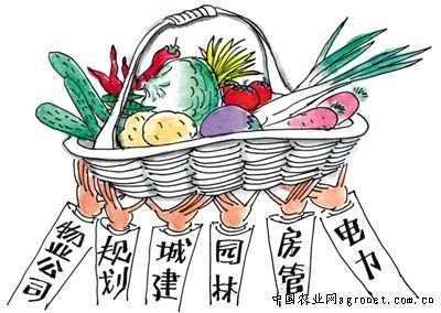 大白菜冬季储藏保鲜方法