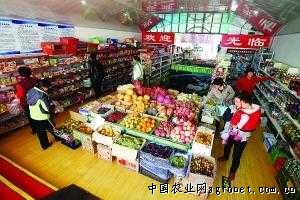 中华巨葱种子价格