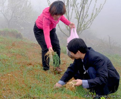 广东：中山产金针菇“领鲜”珠三角