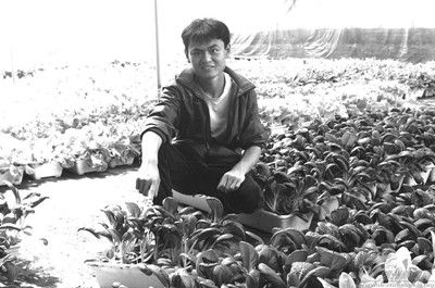 野生茶树菇施肥技术