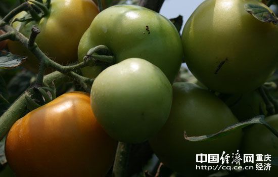 白茄子种子价格