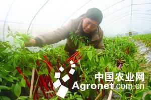 贵州魔芋种植基地