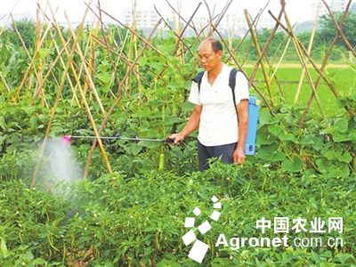 磨盘莲的种子种植方法