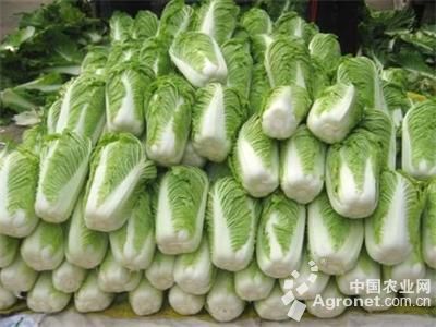 中华油霸油菜种子