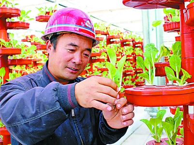 蜜本南瓜种植技术