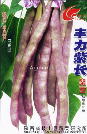 紫皮独头蒜种植方法