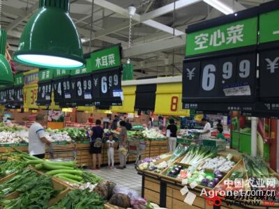 红叶生菜市场价格