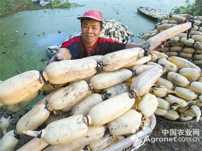 越南紫薯种植方法