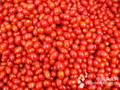 黄罗曼西红柿种植技术