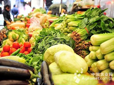 辣菜疙瘩种子多少钱一公斤