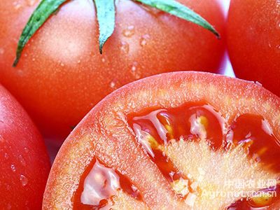 领秀西红柿市场价格