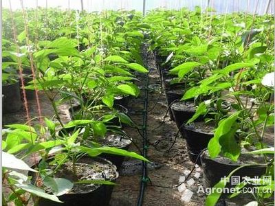 架豆王的高产种植技术