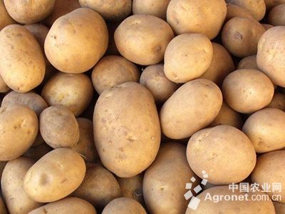 种植红薯高产化肥管理