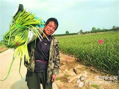 正阳县小麦种植面积