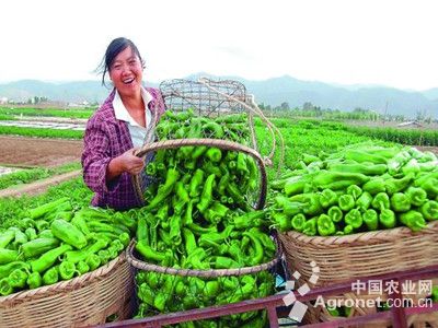 坤禾青梗菜种植技术