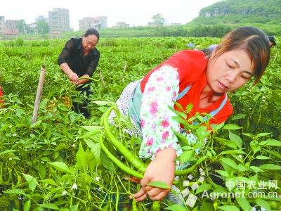 上海小青菜种植