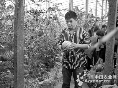 水果豌豆种植技术视频