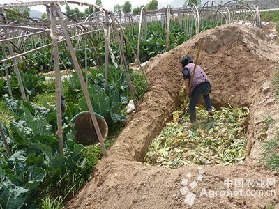 花椰菜的种植方法