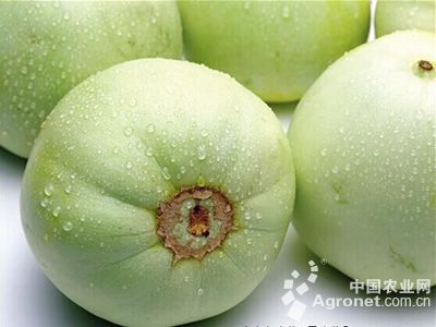 广西荔浦芋头种子